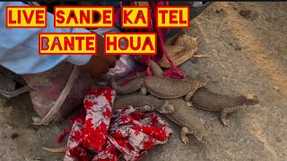 Live Sande Ka oil Bante Houa | Jangli Sanda ka Oil R:s 1500 | 100 faide