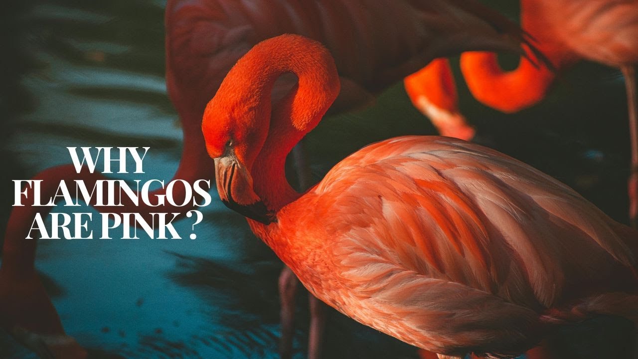 Why Are Flamingos Pink Youtube