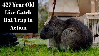 427 Year Old Style Live Catch Rat/Mouse Trap In Action! Mascall's Double Trap for Taking Rats \u0026 Mice