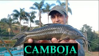 Conhecendo Espécies de peixes do Brasil!! Camboja ou tamoatá.