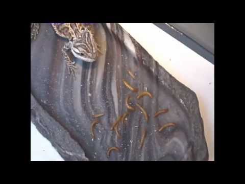 Baby Bearded Dragon Eats Mealworms & Crickets Baby Bearded Dragon Eats Mealworms & Crickets