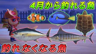 【あつ森攻略】北半球の4月から釣れる魚と釣れなくなる魚まとめ【あつまれ どうぶつの森】