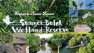 SINGAPORE BIODIVERSITY: Wildlife| Sungei Buloh Wetland Reserve