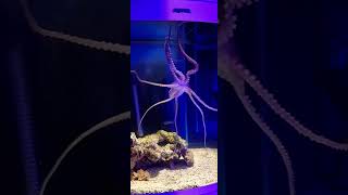 #octopus ,osmiornica wychodzi