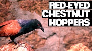 Everything You Should Know About The Greater Coucal | Crow Pheasant (Centropus sinensis)