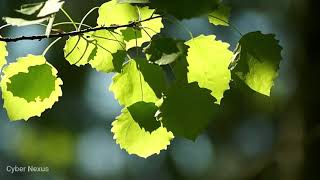 【Environmental Sound Video】Seamless endless loop video of leaves swaying in the wind.