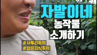 [농촌Vlog] 자발이네 농작물 소개하기