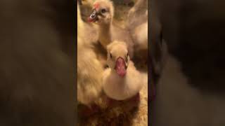 #goose #trending #popular #vairalvideo #shorts