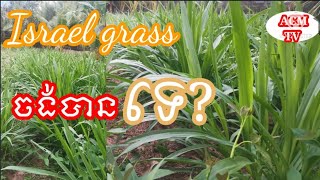 ស្មៅ​ផ្អែមអុីស្រាអែល ដាំបានកន្លះខែជាង