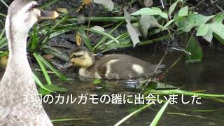 2017年初夏　引地川の源流へ