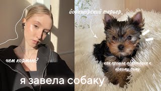 я завела собаку/первая неделя в новом доме/йоркширский терьер