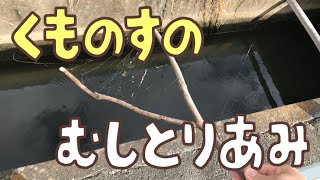 【いきもの遊び】クモの巣を使った虫取り網の作り方