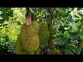 jackfruit फणस फणसाचे झाड कटहल का पेड jackfruit tree कटहल जॅकफ्रुट ट्री