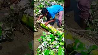 গাছের নিচে কি পেলো #viralvideo #fishing #video #villagelife #vlog #viralshorts #villagevlog