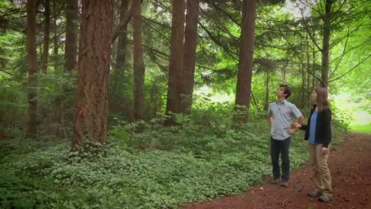Forest Floor In The Ecosystem Youtube