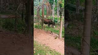 എന്തര് അണ്ണാ കാണിക്കണേ 🥰. നല്ലോണം ഒരച്ച് കുളിക്കാൻ പറഞ്ഞ കേക്കുല 🥰#short#pls subscribe 🙏