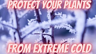 5 Ways to Protect Your Plants from Freeze and Frost