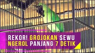 Rekor Cucak Ijo Grojokan Sewu Ngerol Panjang 7 Detik