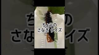 みーすけが出会った蛹・昆虫達。何のちょうの蛹か分かるかな？　　ちょうのさなぎクイズ　　　　　　　　　　　　#虫取り   #昆虫採取 #蝶々