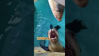 アシカのココちゃんだけに魚あげたらエルちゃんに怒られた❤️桂浜水族館