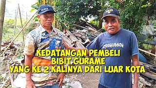 CARA MENGARANTINA/MEMBEROK BIBIT IKAN GURAME SEBELUM PENGIRIMAN KE LUAR KOTA