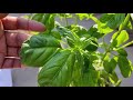 sweet basil meethi tulsi full information .