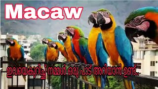 Macaw |പഞ്ചവർണ്ണ തത്ത |Top facts |Malayalam |Palakkadan pets