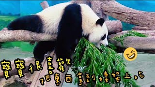 圓寶最愛把食物叼到棲架上吃，就算掉了也不灰心|熊貓貓熊The Giant Panda Yuan Yuan and Yuan Bao|台北市立動物園