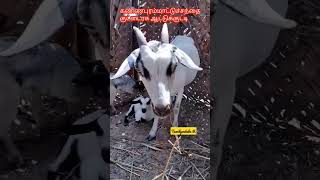 #கண்ணபரம்மாட்டுச்சந்தை#அஸ்ஸாம்குட்டைரக ஆடு#shortsfeed #goat #viral #shorts #trending #shortsvideo