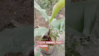 achamma ko  Banana tree nuarshari in arawaltar