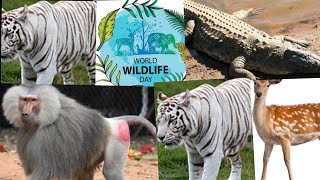 National wildlife day special vlog nehru zoological park Hyderabad #nationalwildlifeday #zoopark