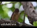 นกอีเสือสีน้ำตาล brown shrike nikonz50 200 500 e ed vr นกอพยพ นกนักล่า ดูนกในสวน ดูนกในกรุงเทพ