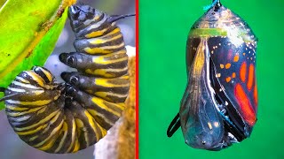 TIMELAPSE- METAMORPHOSIS From CATERPILLAR to MONARCH BUTTERFLY