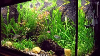 വളരെ ഭംഗിയുള്ള PLANTED AQUARIUM