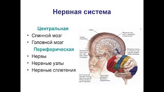 мозг нервная система человека