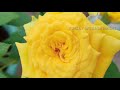 maadi thottam roses எங்கள் மாடி தோட்டத்து ரோஜா பூக்கள் rose flowers part 1