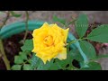 maadi thottam roses எங்கள் மாடி தோட்டத்து ரோஜா பூக்கள் rose flowers part 1