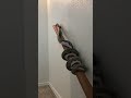 how to climb stairs when you re a python