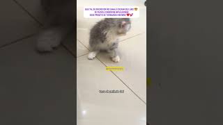 FILHOTE DE GATINHA CORRE PARA VER A MAMÃE  #gatos #cat #pets #amor #resgate #dog #rescue #kitten