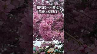 识别樱花的一个方法是看花瓣上有裂口。#樱花 #satisfying #shot #李子花#桃花