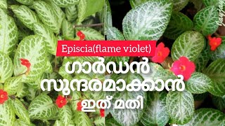 നമ്മുടെ ഗാർഡൻ സുന്ദരമാക്കാൻ ഈയൊരു Plant മതി\\\\🌿🌿episcia plant care malayalam||