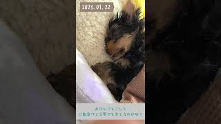 子犬のベロだし寝顔【ヨークシャーテリア】