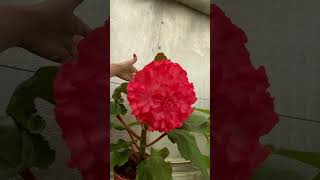 Честный показ размера цветка бегонии-гиганта #begonia #бегонии #begonias #бегония