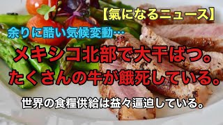 世界の食糧・水の状況が、いよいよマズいと感じ始めました。