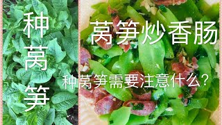 种莴笋要注意什么？从菜地到锅里：莴笋炒香肠 Growing and cooking Chinese lettuce with sausage