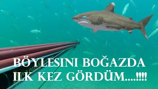 Boğazda İnanılmaz Lüfer Sürüleri-incredible herds of bluefish