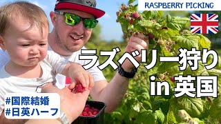 【家族でラズベリー狩り】イギリスのファームで過ごした一日 / Raspberries PYO! #国際ファミリー#1歳#イギリス生活