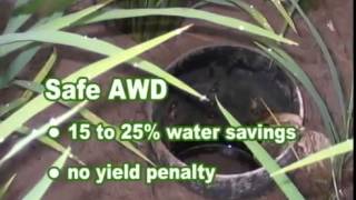 Alternate wetting and drying AWD  using less water to grow rice