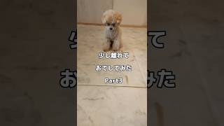 トイプードルの凪ちゃんです🤗7/22の凪です。今回は初めての失敗お手😂 #トイプードル #犬 #shorts