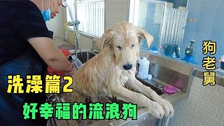 狗老舅洗澡篇2：给190多条流浪狗洗澡崩溃，狗狗们都挺听话  －Dog rescue in China-  20210625